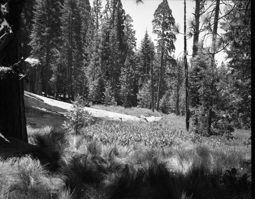 Fallen Giant Sequoias, Fallen sequoia, Upper Paradise Campground. Montane Meadow Plant Community
