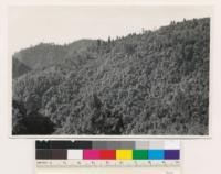 Dense hardwood type on nontimber site, in center of photo. Species: Canyon oak with scattered Quercus kelloggii, Arbutus menziesii, Ceanothus integerrimus. (Air photo 95-6)