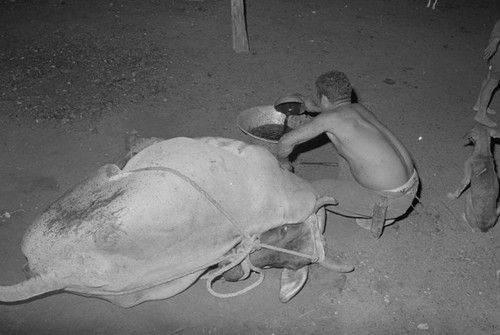 Man collecting cattle's blood, San Basilio de Palenque, 1976