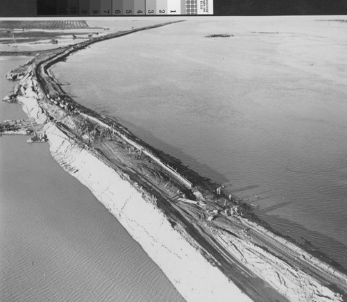 Photograph of repairing levee at the Gum Tree break after the 1955 flood