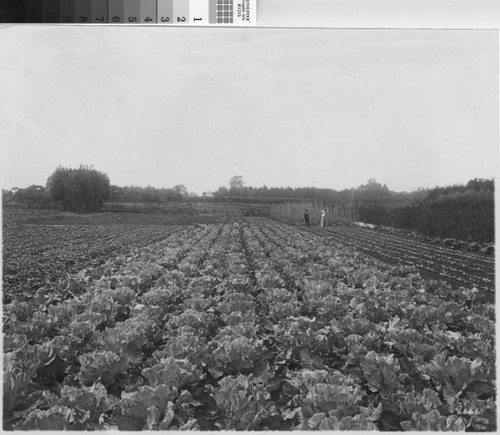 Photograph of Truck Gardens, Yuba City (Calif.)