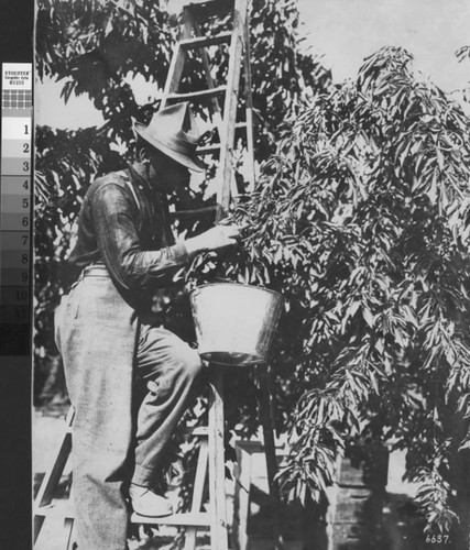 Photograph of laborer picking cherries