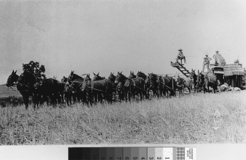 Photograph of Mules pulling Cyrus McCormick harvester