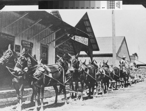 Photograph of grain hauling from Nicolaus to Lincoln (Calif.)