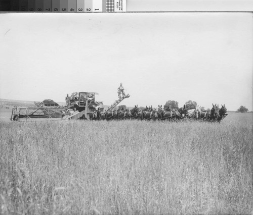 Photograph of Grain Harvesting & equipment