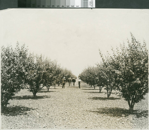 Photograph of cultivating a Prune Orchard in Sutter County (Calif.)