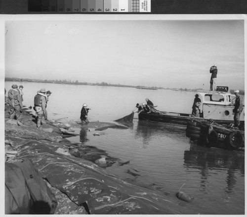 Photograph of repairing levee break in Sutter County (Calif.) after 1955 flood