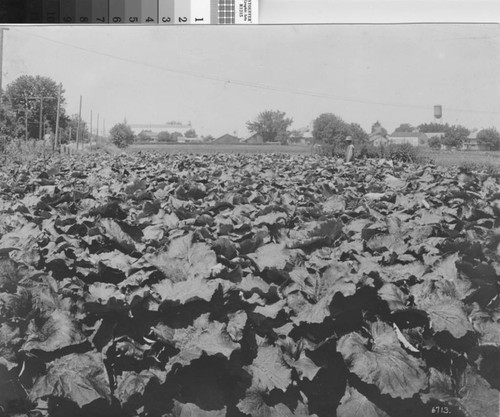 Photograph of Truck Farming--Yuba City (Calif.)