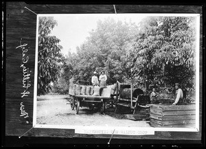 People harvesting the walnut crop in Whittier
