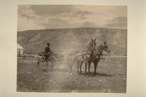 [Man seated in horse drawn buggy in open landscape]