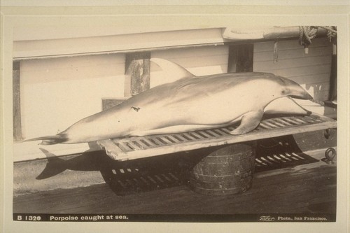 Porpoise caught at sea.--B1320