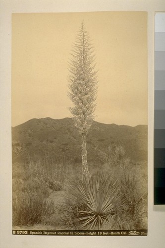 Spanish Bayonet (cactus) in bloom - height 18 feet - South Cal[ifornia]