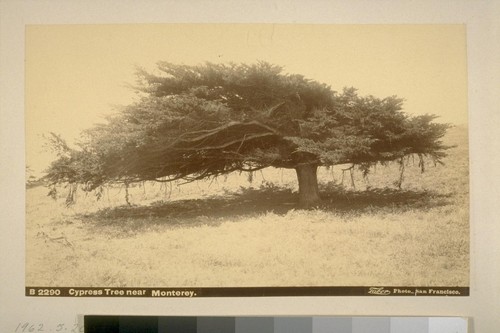 Cypress tree near Monterey