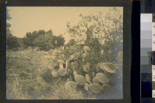 Cacti, San Gabriel Mission