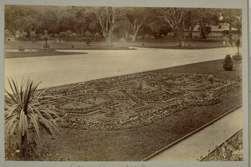 Flower Bed, Del Monte