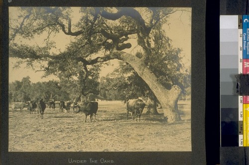 Under the oaks