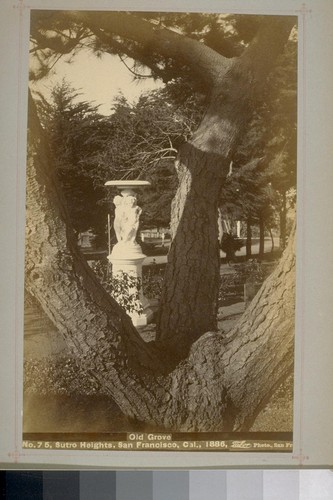 No. 75 - Old Grove - Sutro Heights, San Francisco, Cal., 1886