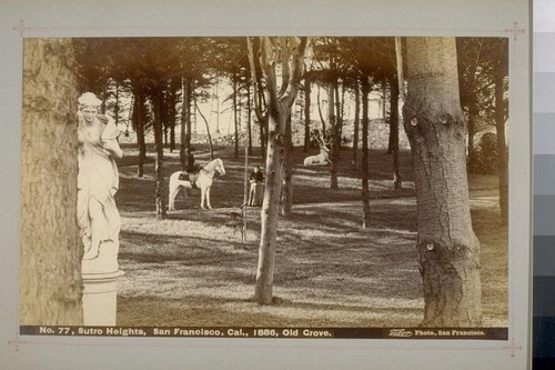 No. 77 - Sutro Heights, San Francisco, Cal., 1886, Old Grove