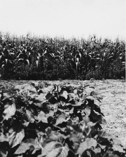 Field of corn, vegetables