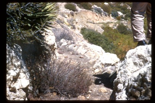 Johnson's old ditch from Arroyo San Rafael to Socorro. West slope of North Central San Pedro Martir