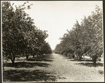 Orchard scene in Ione Valley (3 views)