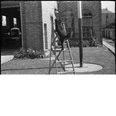 Dog climbing ladder in front of Oakland Fire Department fire engine no 22