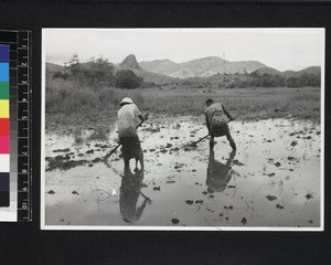 Rice planting, Madagascar, 1957