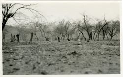 Big Pine, California. Abandoned Orchard