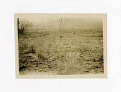 Big Pine, orchard farm, abandoned