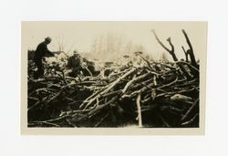 Big Pine, fruit trees cut into firewood