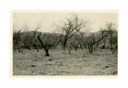 Big Pine, Wilson ranch, abandoned