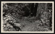 Path in redwoods near Scotia, California