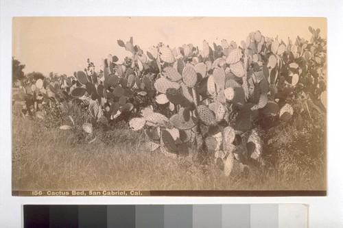 Cactus Bed, San Gabriel, Cal. "The `Prickly Pear' Cactus, planted by the fathers of San Gabriel as a [hedge?] around