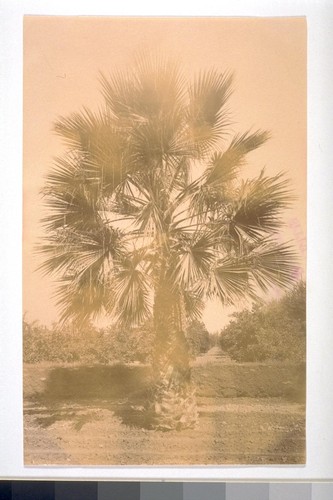 "Fan Palm."