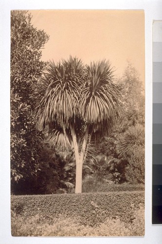 "Dragon Palm--Looks somewhat like the Yucca Palm, but is very much larger & coarser. A row of these is on an avenue in Los Angeles; & there seemed something really weird about them, like aged Eastern magicians."