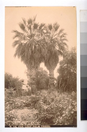 Fan Leaf Palm Trees. "Very old Fan Palms--quite rare. The Fan Palm is much used for decoration. Generally