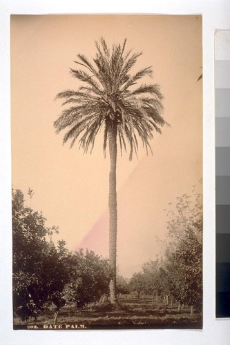 Date Palm. "Date Palm--in the garden of the San Gabriel Mission. One of the oldest palms in the