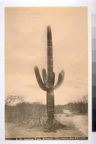 Cactus Tree, Arizona. Taber Photo. B 175