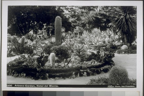 Arizona Garden, Hotel del Monte. Taber Photo. [Cropped]... 2300. [Original in AX.]