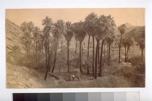 "Forest of Fan Palms--More than two hundred miles from Los Angeles, beyond San Bernardino, on the edge of what is called the Great Colorado Desert. This is said to be the only natural grove of Palms within the United States--although of course there are many in Mexico.”