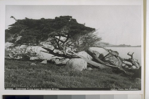 Cypress Tree near Cypress Drive. Taber Photo. "Monterey." B 2236. [Original in AX.]