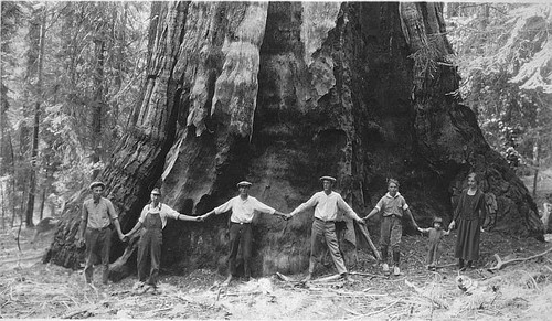 Giant Sequoia Tree Photo Pose, Sequoia National Park, Tulare County, Calif., ca 1920