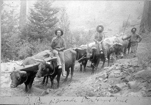 Ox Train, High Sierras, Tulare County, Late 1800s