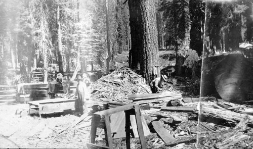 High Sierra Shingle Mill, Sequoia National Park, Calif., ca 1900