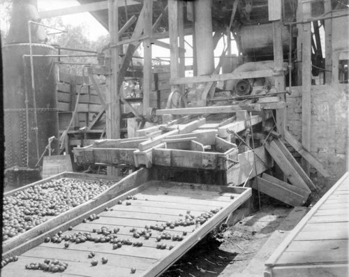 Prune Shaker, Porterville, Calif., 1915