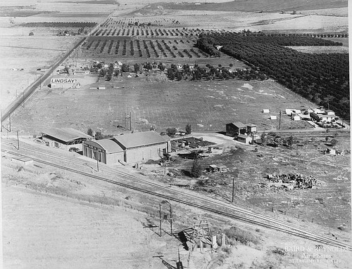 Lucca Olive Oil Co., Lindsay, Calif., mid-1930s