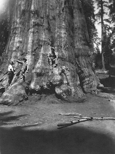 General Sherman Tree, Sequoia National Park, Calif., ca 1915