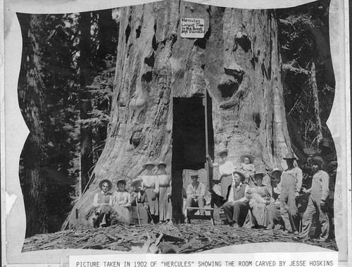 Visitors at Hercules Tree, Sequoia National Forest, Calif