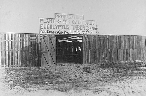 Eucalyptus Timber Propagation, Tulare, Calif., 1910