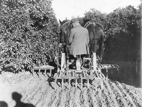 Growing Oranges, 1915, Exeter, Calif